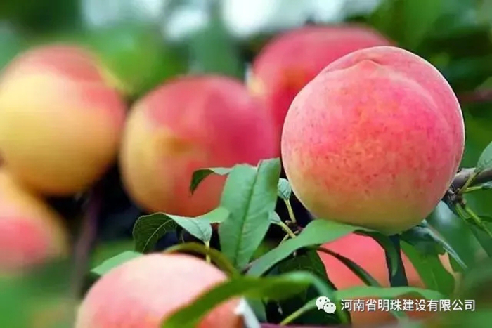 【扶貧】桃子熟了果農(nóng)愁，明珠公司來解憂